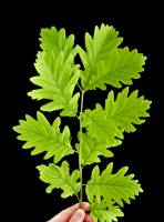Chêne - Rameau avec feuilles (Quercus robur)